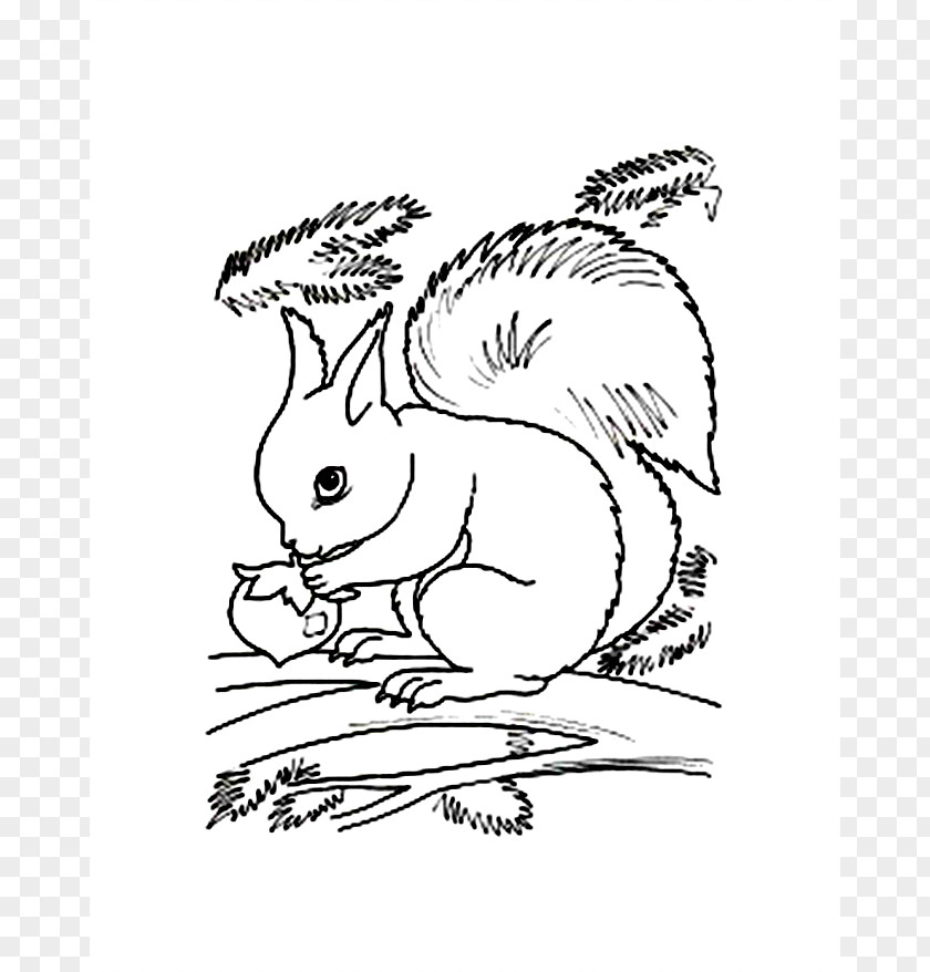 Flying Squirrel Coloring Page Book Red Clip Art PNG
