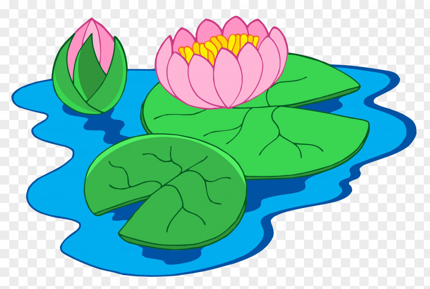 Lotus In Pond Nymphaea Alba Clip Art PNG