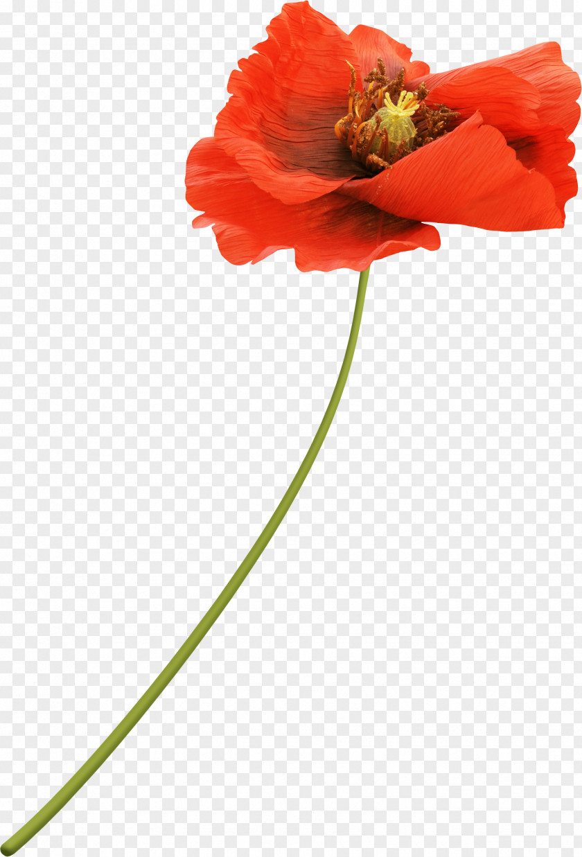 Long Flower Poppy Red Drawing PNG