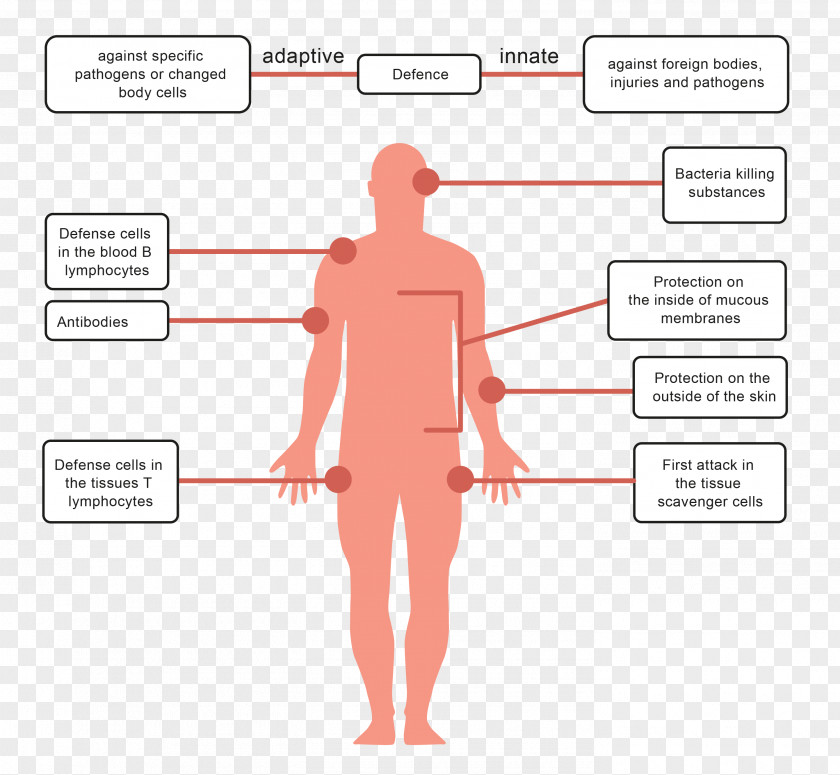 Pathogens Human Body Pathogen Immune System Immunity Cholera PNG