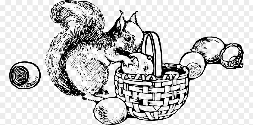 Black And White Squirrel Tree Squirrels A Primer Red Drawing Clip Art PNG