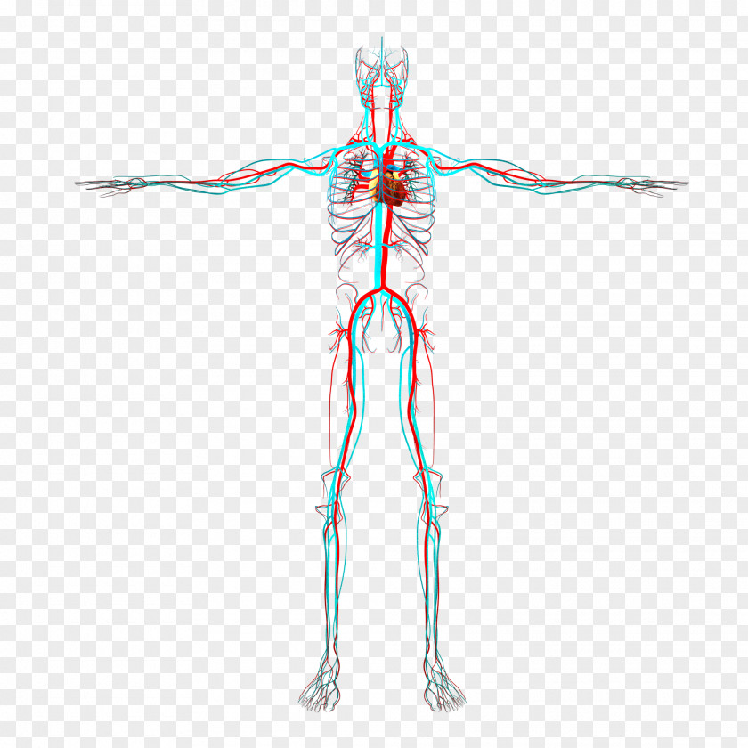 Circulatory System Radial Artery Human Body Arm Blood Vessel PNG
