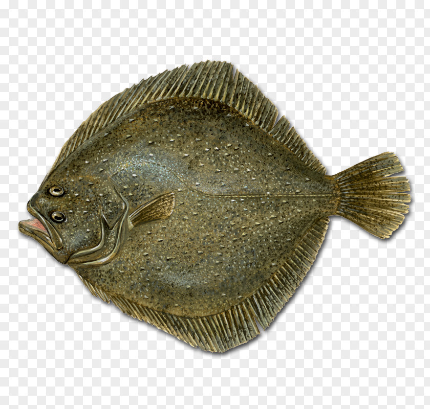 Fish Flounder Sole Flatfish Turbot PNG