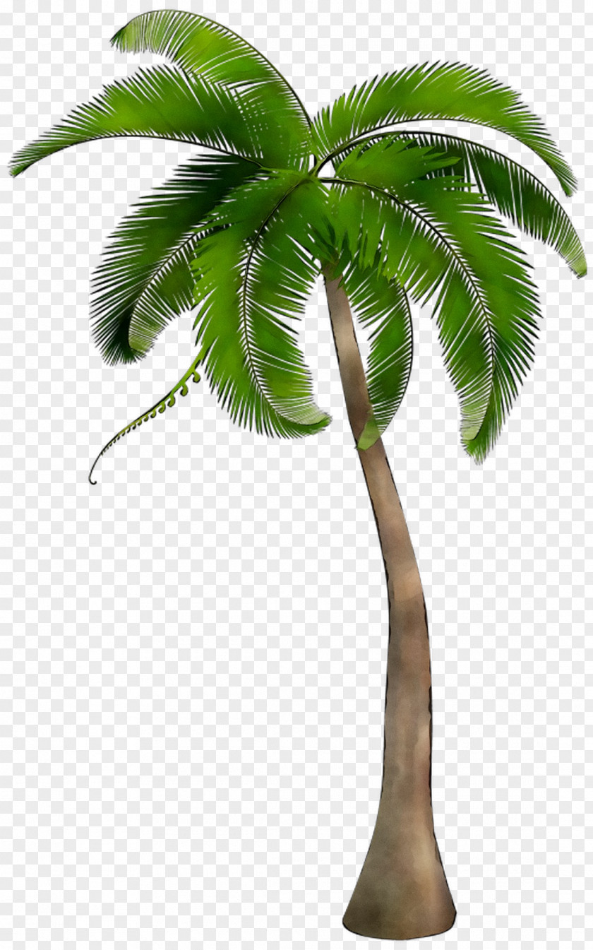Palm Trees Clip Art Image Illustration PNG