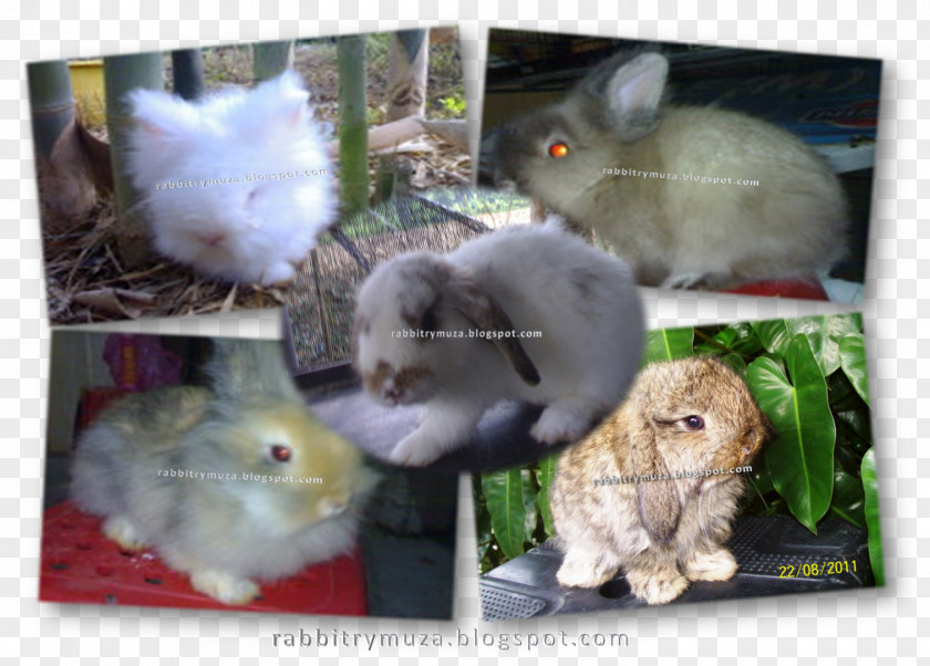 Rabbit Domestic Hamster Whiskers Animal PNG