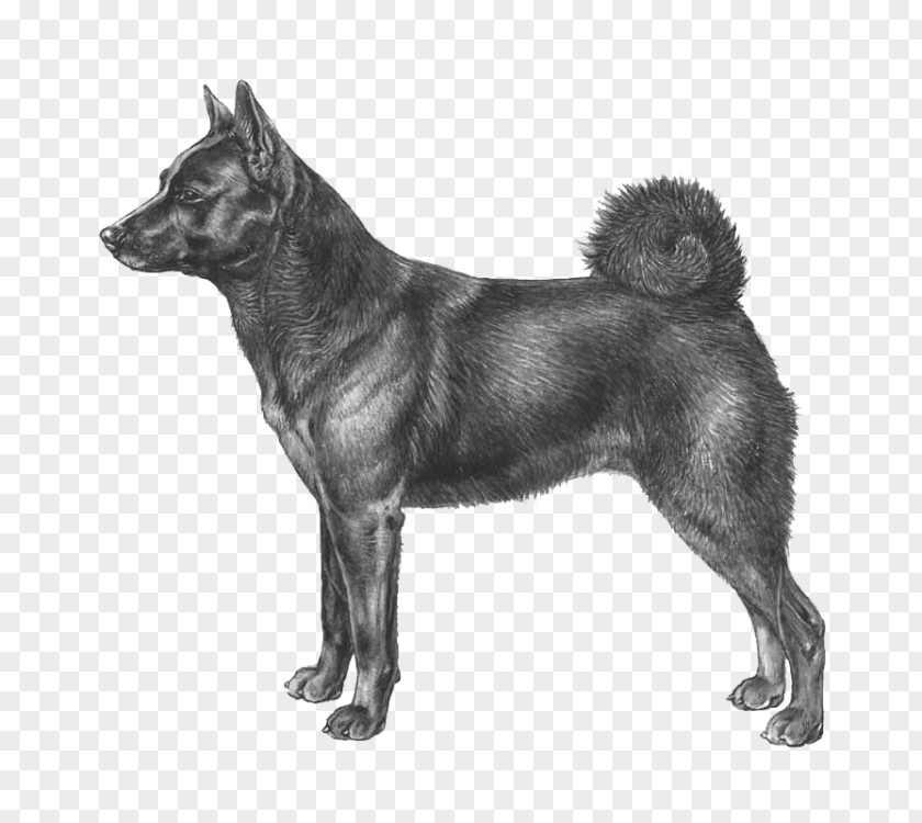 Seppala Siberian Sleddog Black Norwegian Elkhound Jämthund East Laika PNG