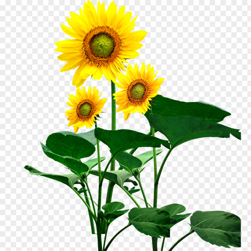 Sunflower Common PNG