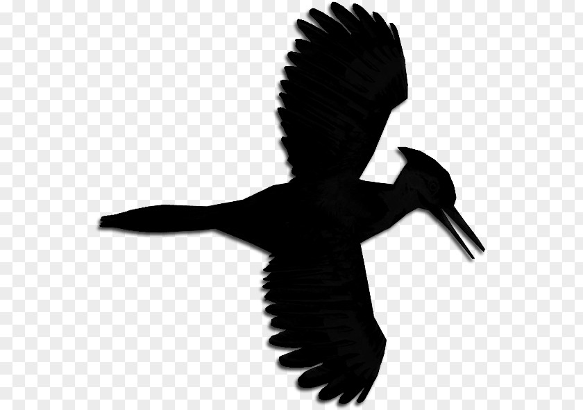 Swans Beak Goose Bird Duck PNG
