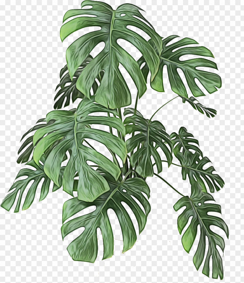 Terrestrial Plant Arrowroot Family Monstera Deliciosa Leaf Houseplant Flower PNG