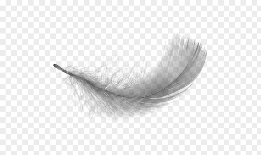 White Feathers Falling Feather PNG