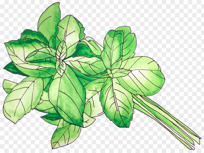 Basil Illustration Leaf World Flower PNG