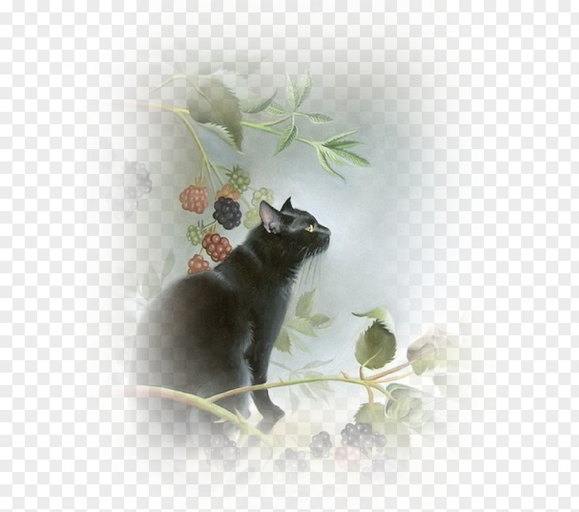 Black Cat Kitten Le Chat Noir Pet PNG