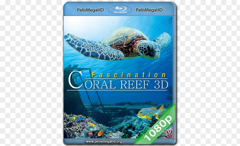 Coral Reef Drawing Blu-ray Disc 3D Film 1080p Digital Copy Documentary PNG