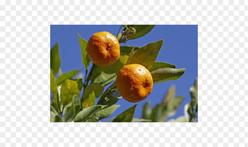 Mandarine Bitter Orange Rangpur Tangerine Clementine Calamondin PNG