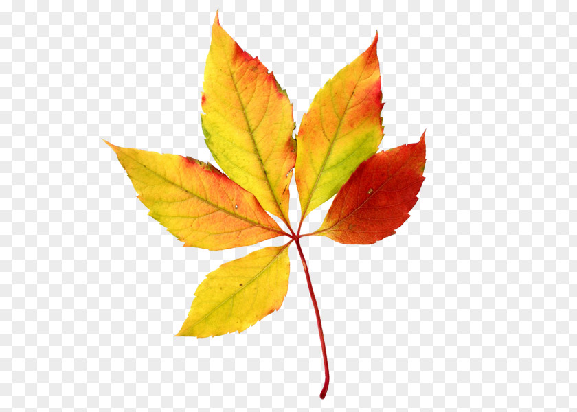 Watercolor Leaves Autumn Leaf Color Maple Clip Art PNG