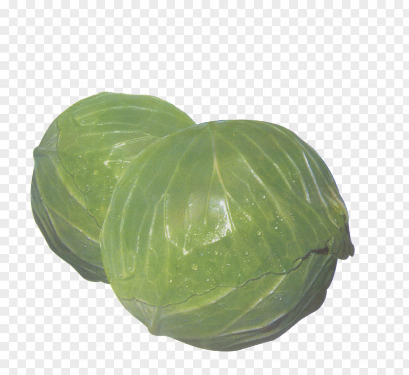 Cabbage Vegetable PNG