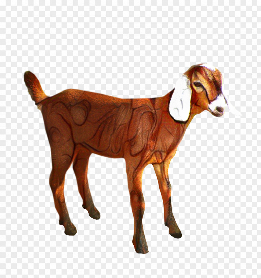 Clip Art Transparency Sheep Boer Goat PNG