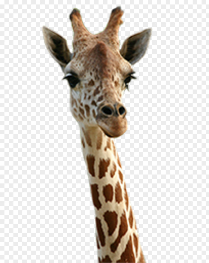 Giraffe Animal Desktop Wallpaper Cuteness PNG