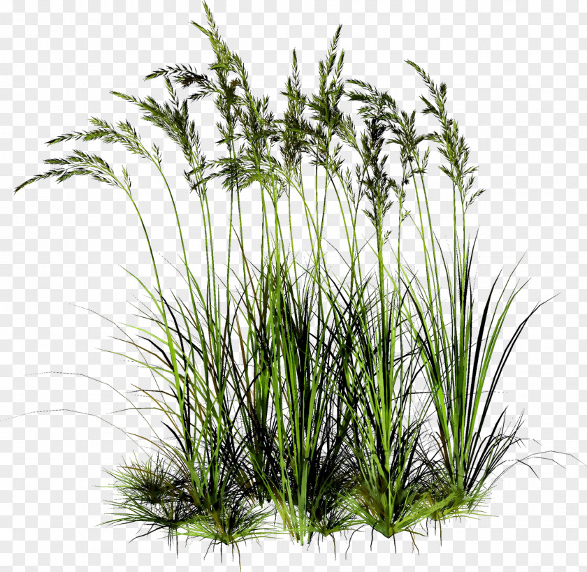 Sweet Grass Vetiver Tree Plant Stem Plants PNG