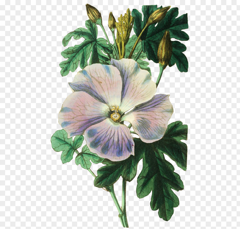 Botanical Illustration Botany Watercolor Painting Shoeblackplant PNG
