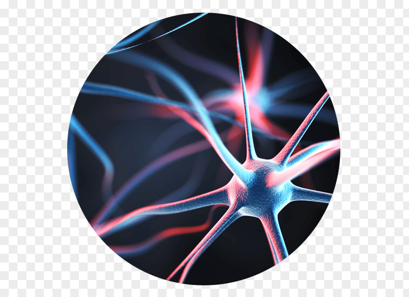 Brain Neuron Behavioural Economics Agy Nervous System PNG