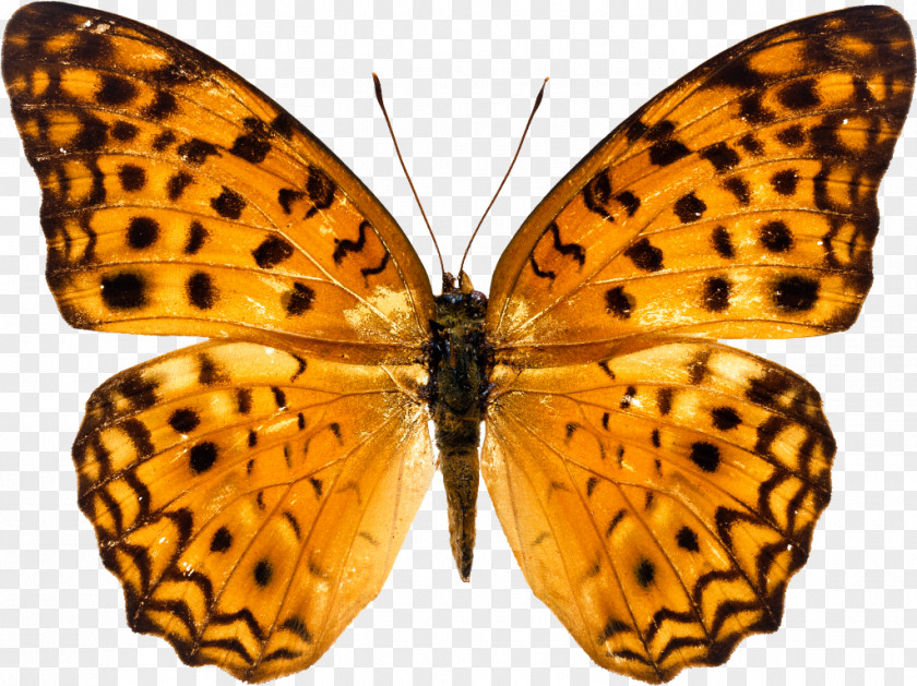 Butterfly Stock.xchng Image Clip Art PNG
