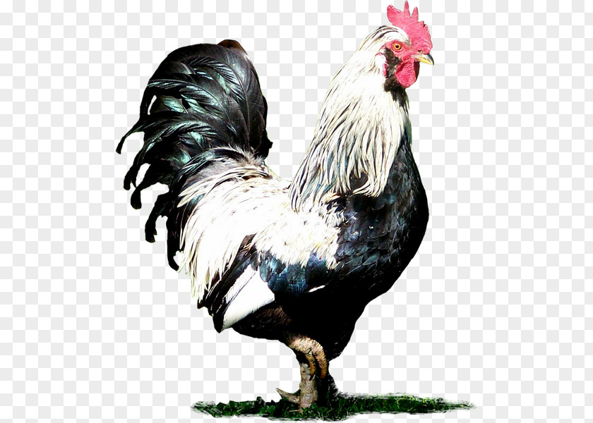 Chicken Rooster Clip Art PNG