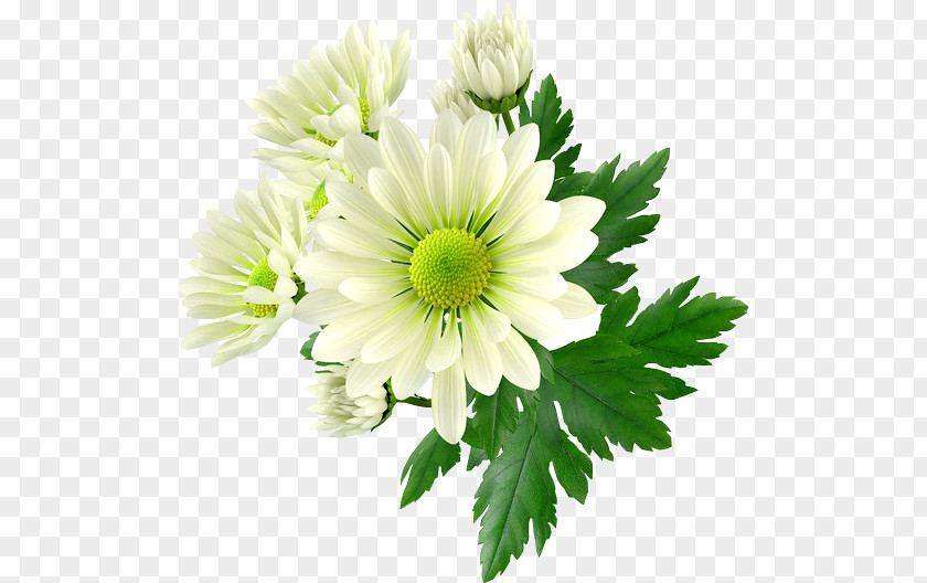 Chrysanthemum Cut Flowers Picture Frames PNG