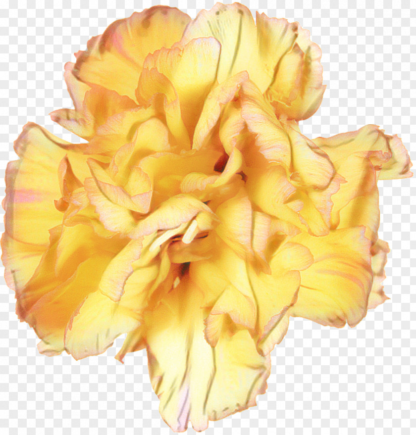Cut Flowers Petal PNG