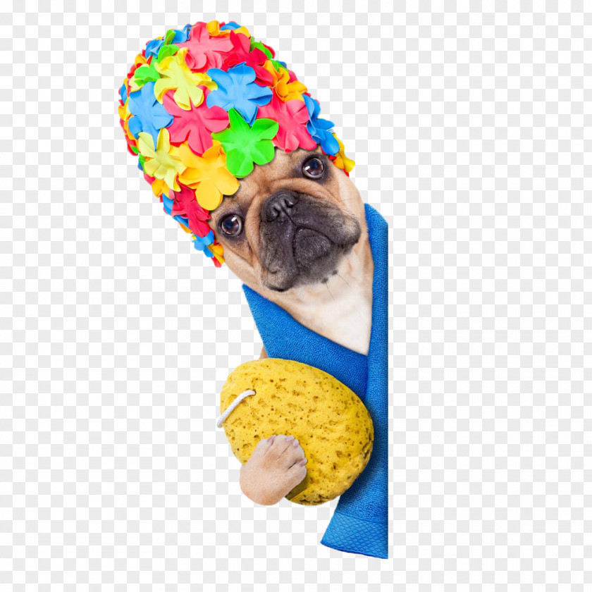 Dog Shower Cap French Bulldog Puppy Stock Photography PNG