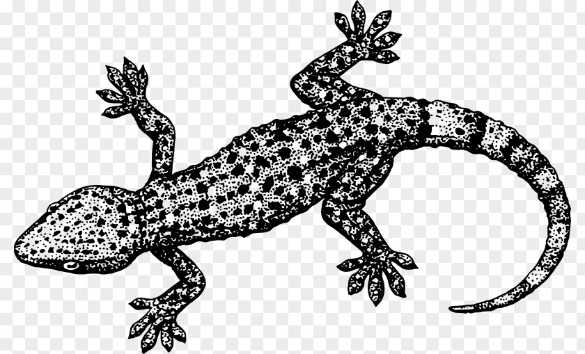 Lizard Crested Gecko Clip Art PNG