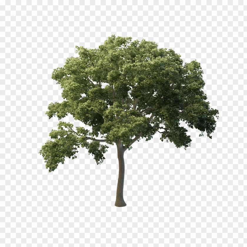 Oak Tree Butternut Eastern Black Walnut Fraxinus Americana Shrub PNG