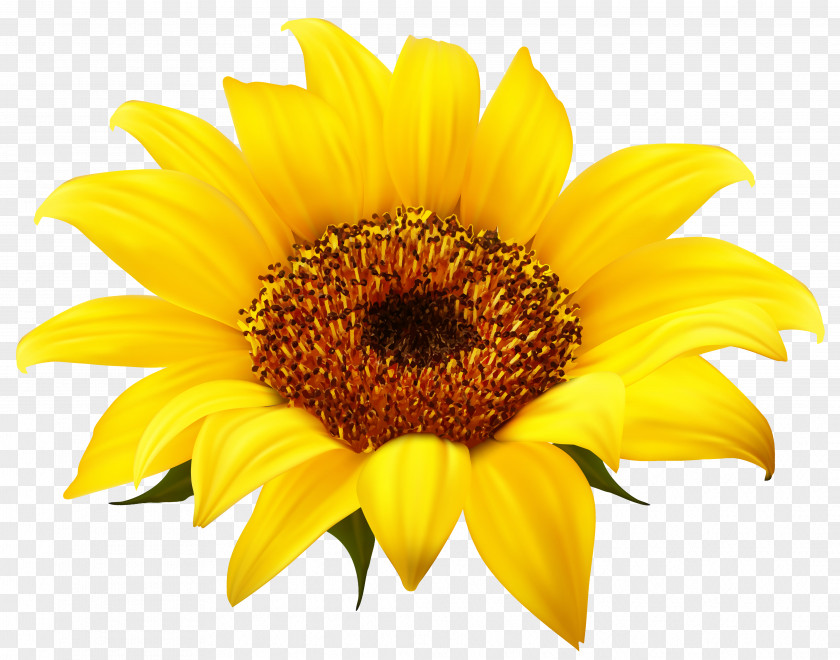 Sunflower Clipart Image Common Clip Art PNG