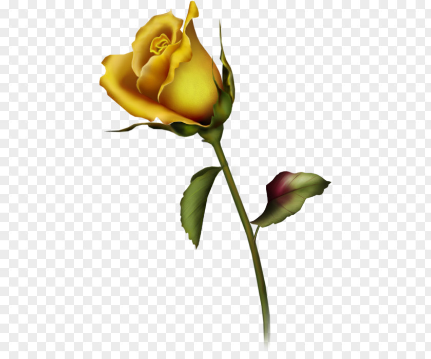 Bud Cliparts Rose Yellow Free Content Clip Art PNG