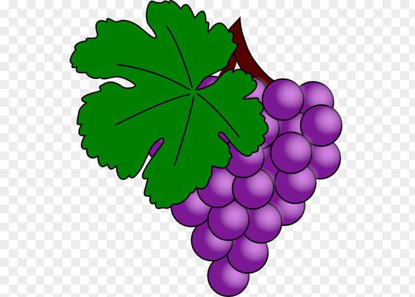 Daun Anggur Vector Common Grape Vine Wine Juice Clip Art PNG