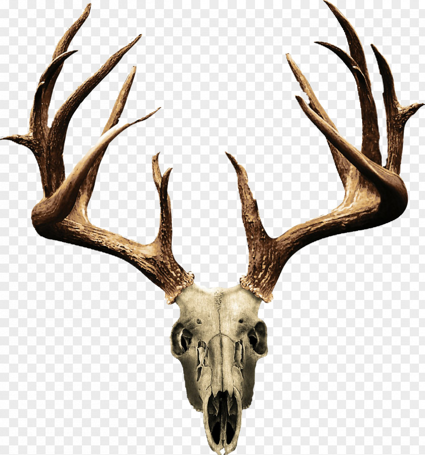 Deer White-tailed Elk Antler Clip Art PNG