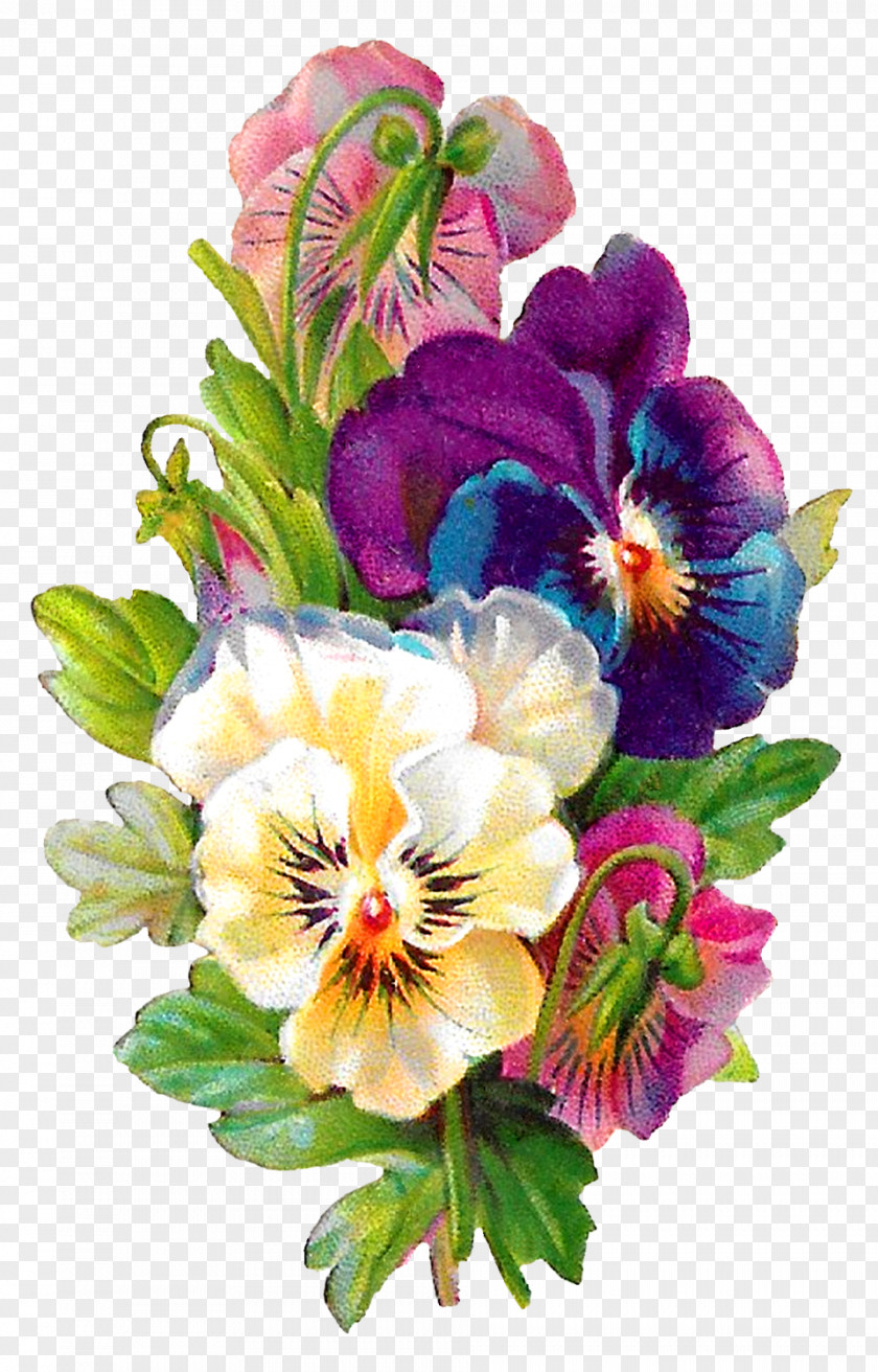 Flower Pansy Floral Design Line Art Clip PNG