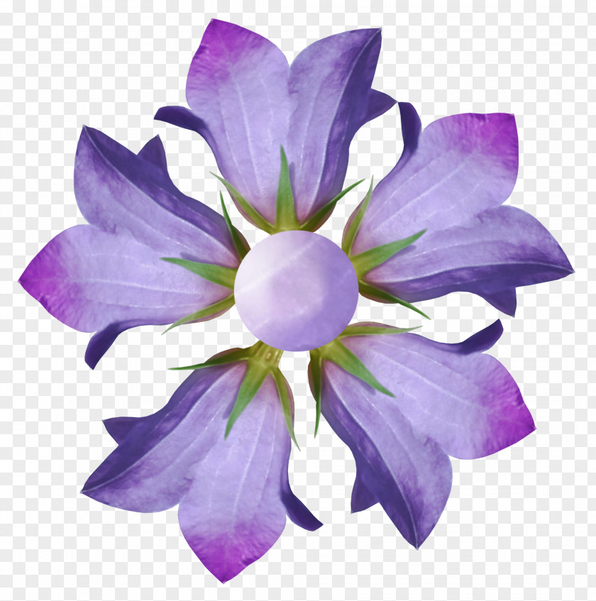Gray Flowers Flower Photography Purple Blue Petal PNG