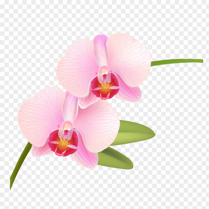 Light Pink Orchids Rose Phalaenopsis Equestris Vector Graphics PNG