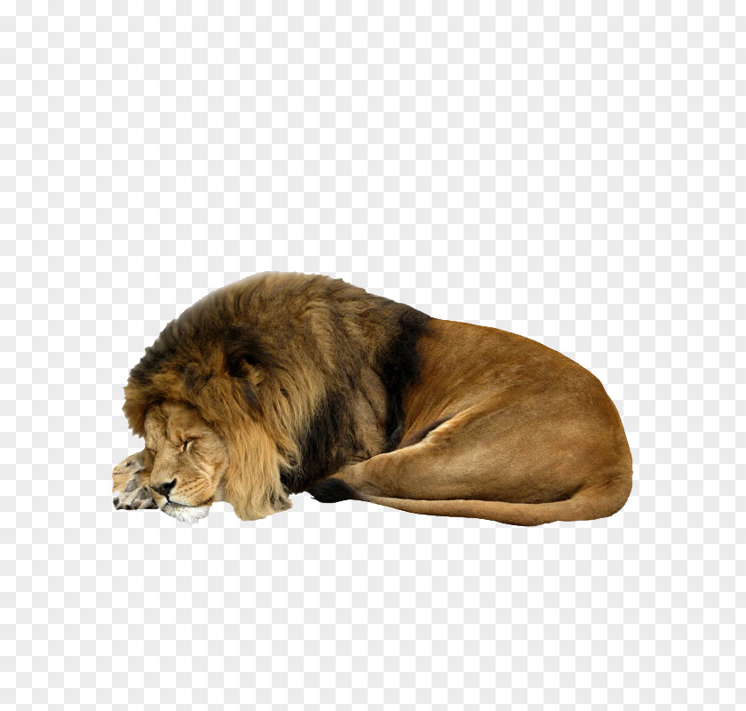 Lion Clip Art PNG