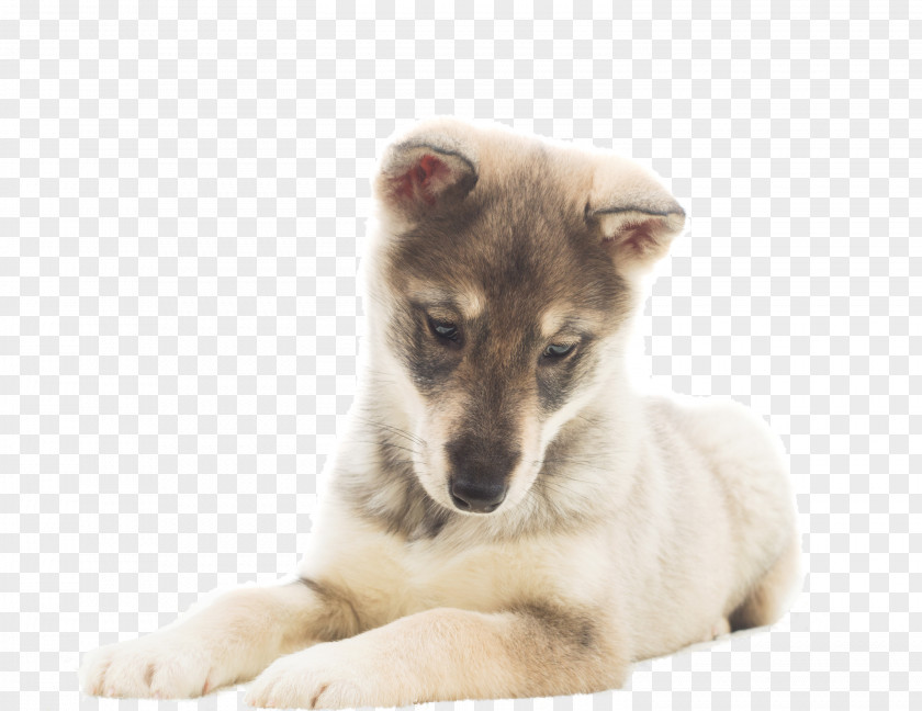 Puppy Saarloos Wolfdog Czechoslovakian Stock Photography PNG