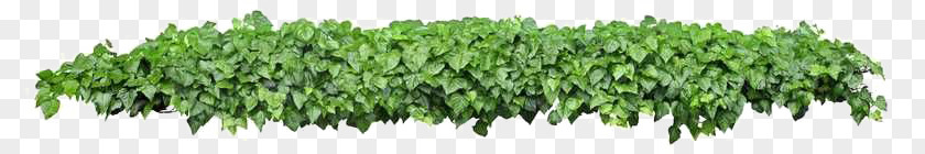 A Potted Ivy PNG potted ivy clipart PNG