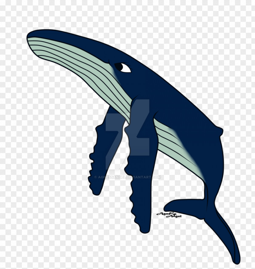 Humpback Whale Dolphin Cetaceans Migaloo Beluga PNG