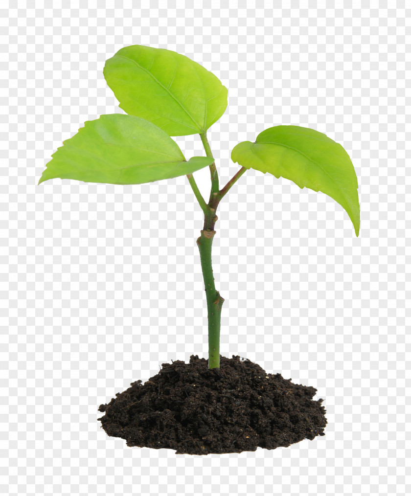 Plant Stock Photography Soil Seed PNG