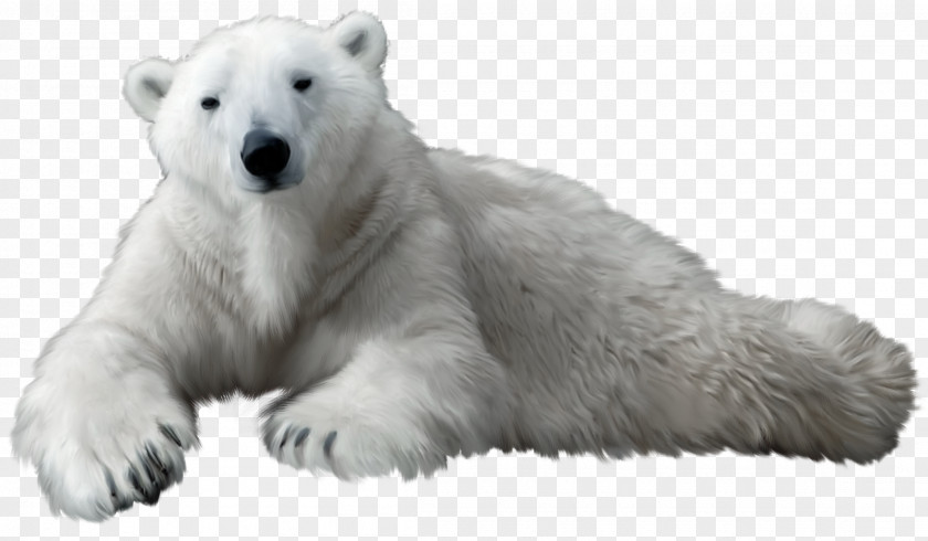 Polar White Bear Kodiak Clip Art PNG