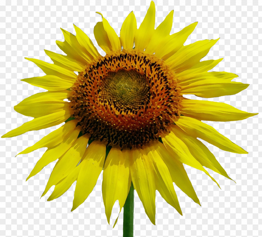 Asterales Petal Sunflower PNG