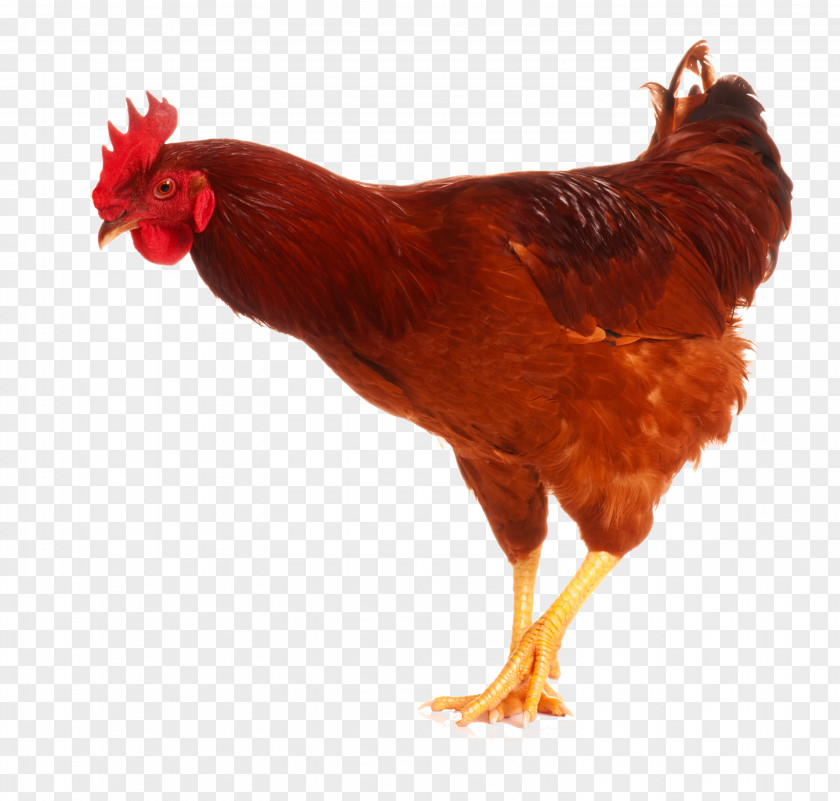 Chicken As Food Rooster Poultry Image PNG