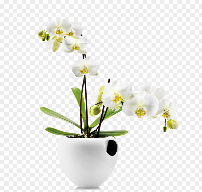 Floral Art Orchids Water Storage Watering Can Flowerpot Plant PNG