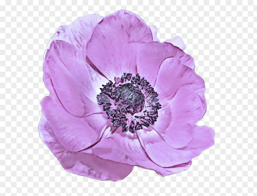 Flower Petal Pink Violet Purple PNG
