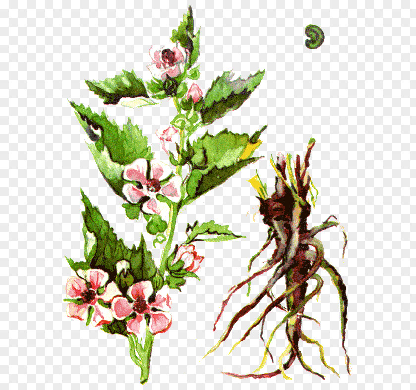 Plant Одолень-трава Medicinal Plants Marsh Mallow PNG